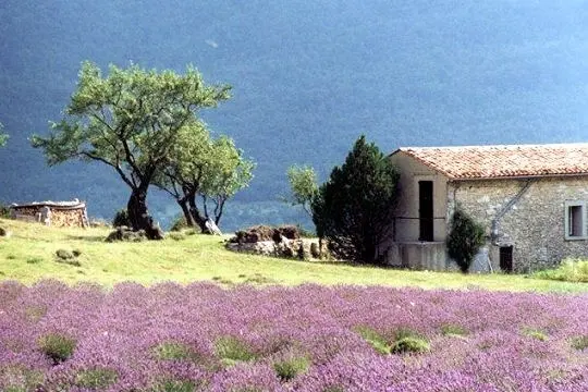 Lavande bastide