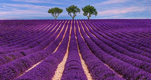 Lavande valensole